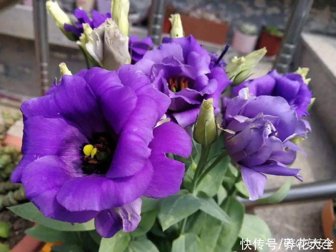 氛围感|养这5种花，实现切花自由，不用别人送