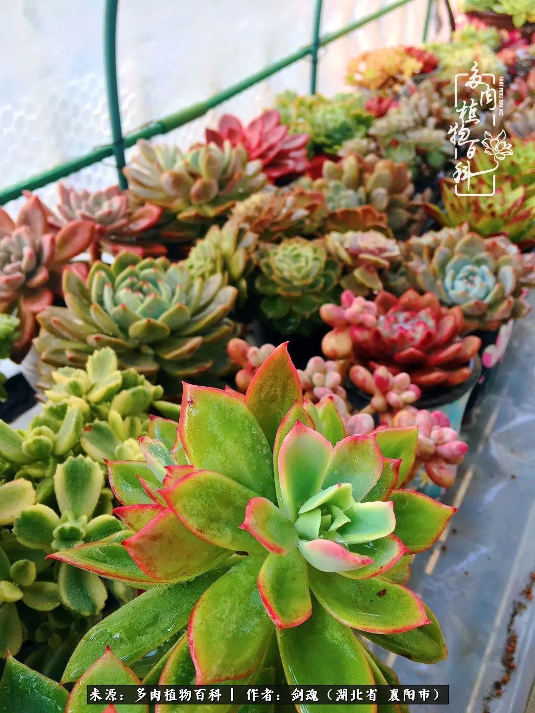 花盆|当美丽的多肉邂逅漂亮的手绘花盆,会是怎样的一种美