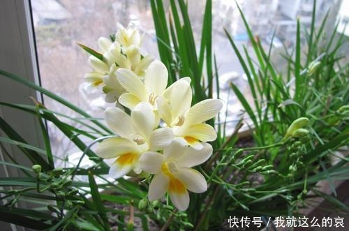 它平时看着似野草，一开花真惊人，花色艳丽花香重名叫“香雪兰”！