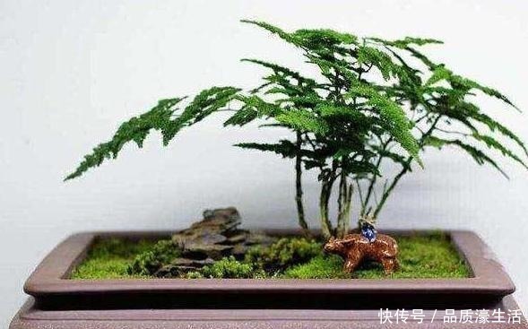 耐阴花|植物生长离不开太阳这4款“耐阴花”怕晒,室内盆栽长势猛!