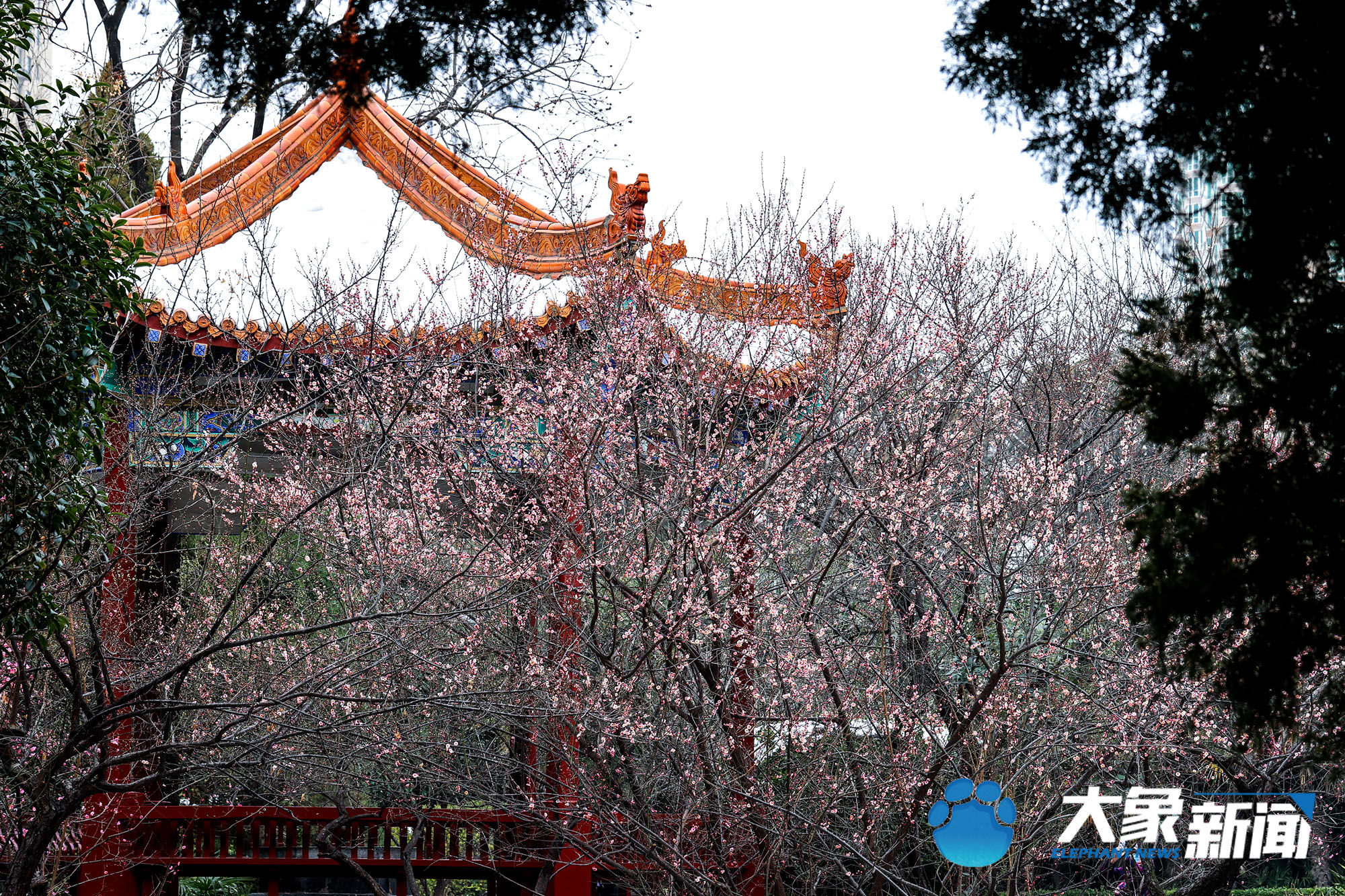 梅花|凌寒傲立、暗香浮动！这是郑州市公园里经风雪洗礼后的梅花