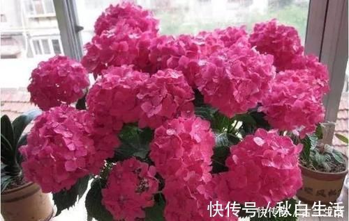 养花|鸡蛋壳养花,用对了才是好花肥,出错了就烂根,养一盆死一盆!