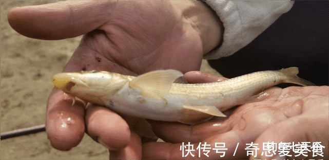 钓友|放生!郑州钓鱼人钓获珍稀“鸽子鱼”,钓友:它们已形成固定种群