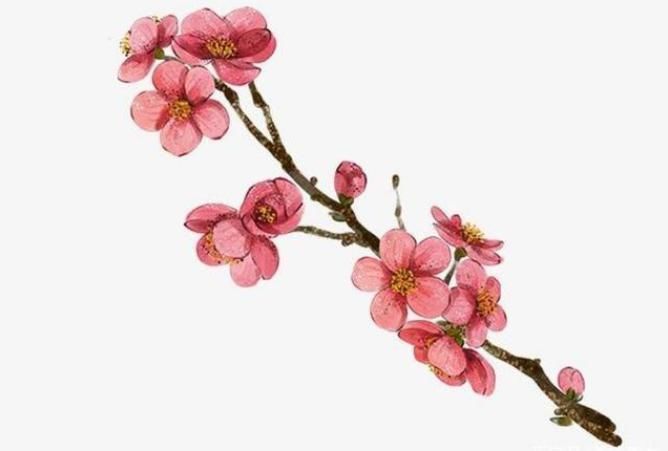 禅诗@宋代不知名尼姑偶见一枝梅花,写下28个字,无一生僻令人醍醐灌顶