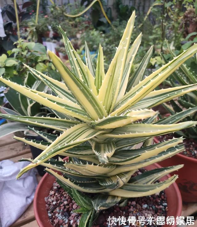 秋天养芦荟，4个小技巧，花箭一米高，冒芽20多，又壮又肥