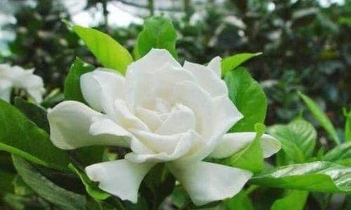 3种花是花中劳模,一开就能爆盆一片花海,四季都能有花赏