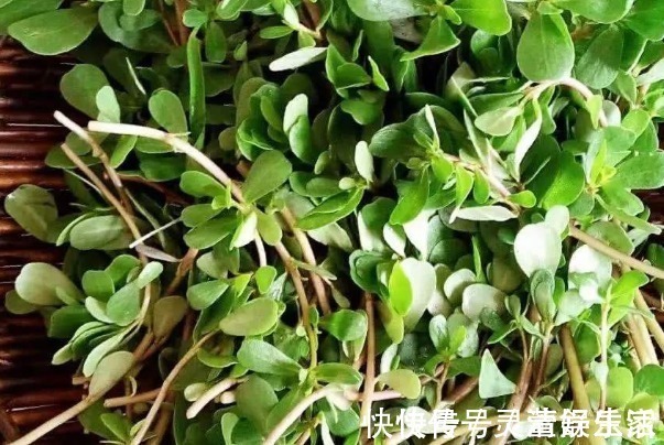 传染病|马齿笕加白酒泡一泡,除了白发变黑发,还有4大好处不请自来