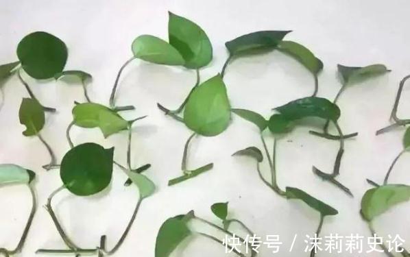 老花农怎么扦插绿萝,一个小方法,15天生根爆盆