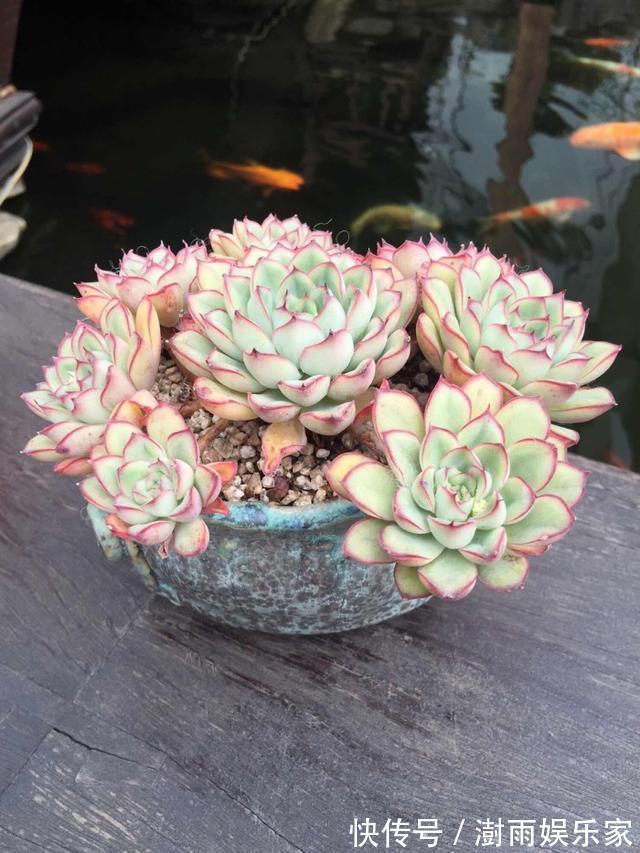 多肉植物|夏天多肉的3个“臭德行”，教你几个绝招，轻松度夏