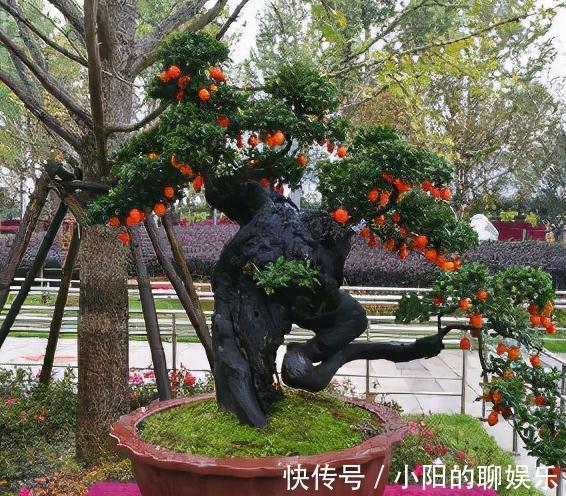 4种花很独特，容易打造老桩盆景，被当成传家宝，喜欢吗