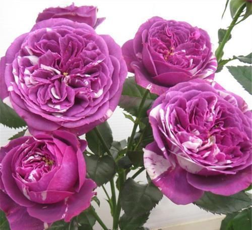 邻居|张大爷的院子里只养1种花，一年观花200天，邻居看了都羡慕