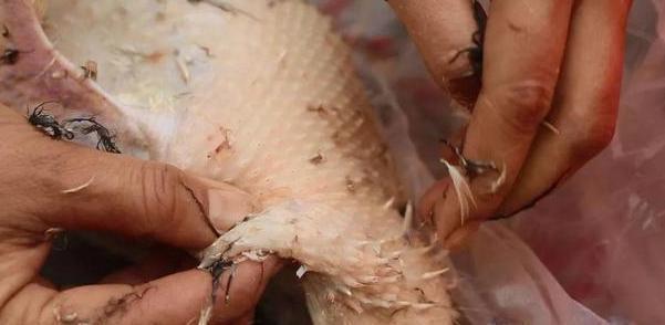 鸭毛怎么才能拔干净？学学老妈的3技巧，每次鸭毛拔得超干净