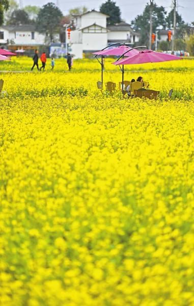 春暖花开日 赏花正当时