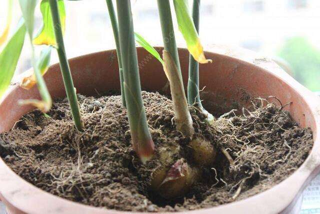 生芽的土豆,不是“废物”,丢在花盆,长出一盆”富贵竹“还能吃