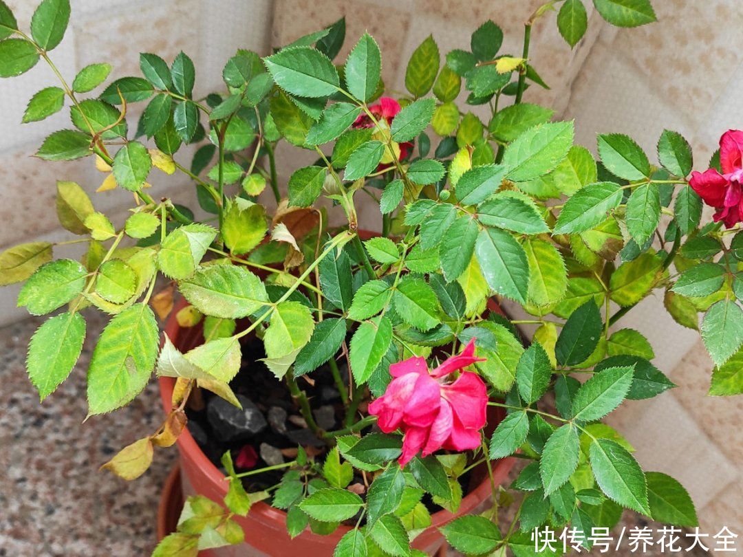 月季|养花“黑名单”实在太难养，心累