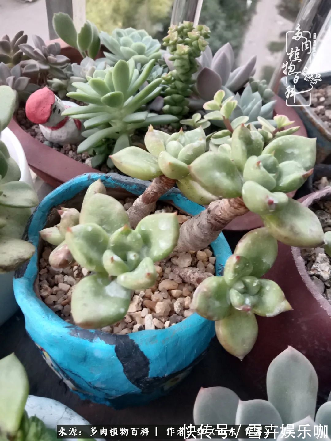 红稚莲|多肉度个夏,回到解放前!曾经有多美,现在就有多丑!