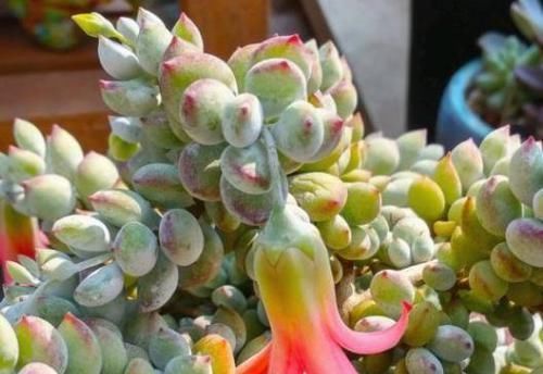 多肉开花会要命?养盆达摩福娘,做到3点,无需犯愁观花赏叶