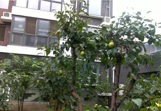 花架|建议阳台不要塞一大堆花盆了瞧瞧下图这布置,高级美观不占地