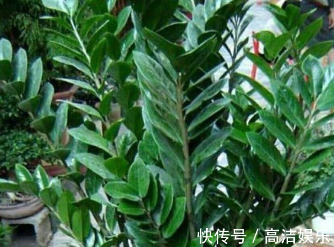 叶片|有钱人都养3种花,净化空气,还能很好的旺运,财源广进