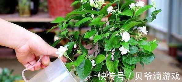 盆土板结怎么办，教你学4招，土壤松软如面包，快瞧瞧吧