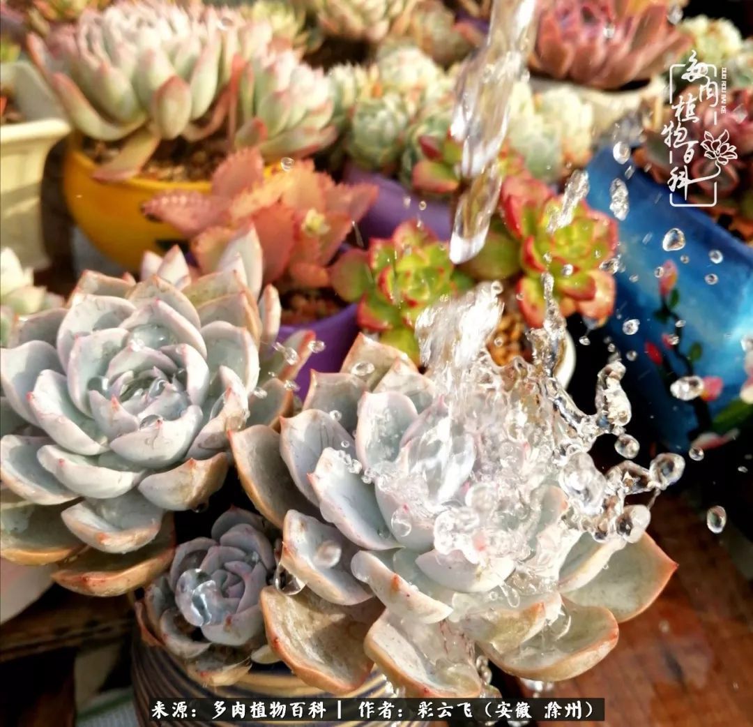 浇水后的多肉,照片秒变“照骗”!却被“骗”得很开心!