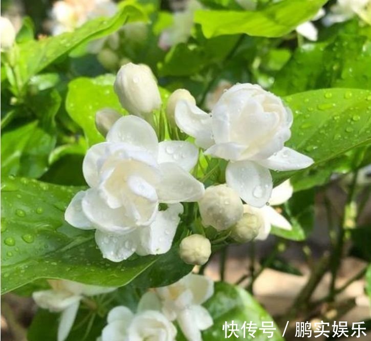 适合夏季养的花,沾点水就疯长,开花勤还爱爆盆,美