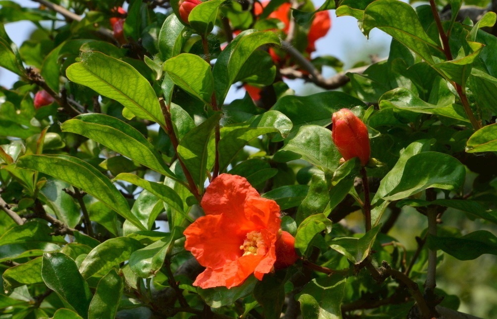 此花是寓意多子多福的花,是山中红色的一片片花朵,是富贵的象征