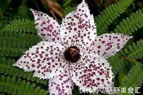 世界上最稀奇古怪的花儿,大多数人连一种都没见过,漂亮