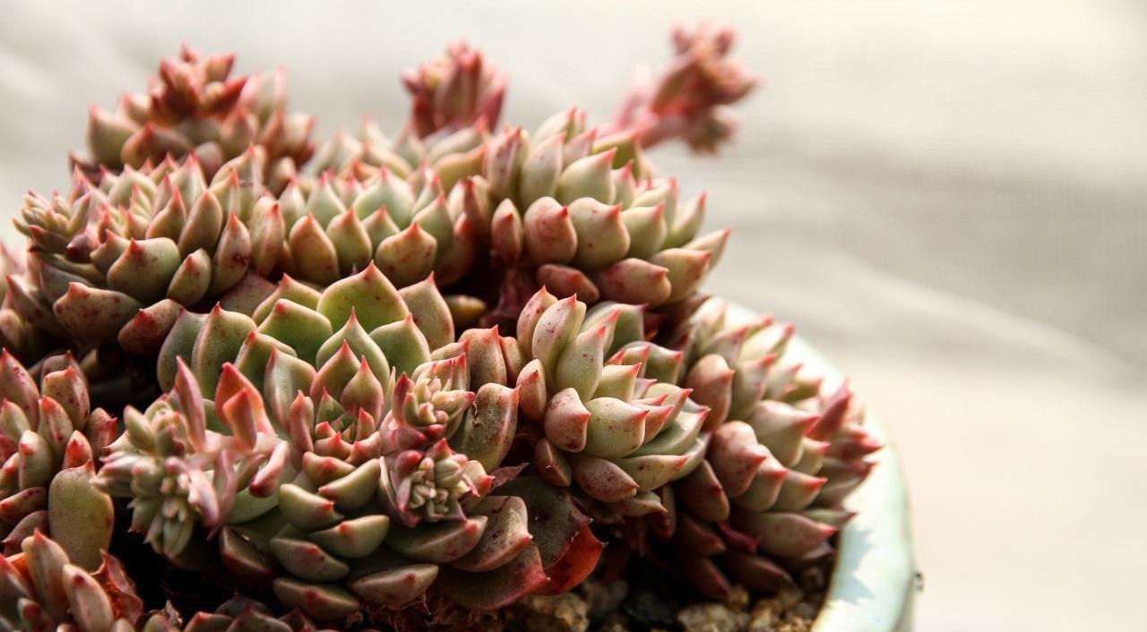 多肉有“三怕”，入冬养护要避开，猛蹿芽冒新根，憋成群生肉墩子