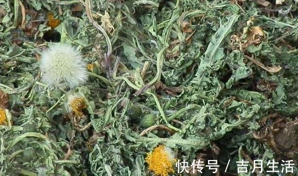 玫瑰|蒲公英加此物一起，坚持一段时间，排出肝脏毒素，便秘消失了！