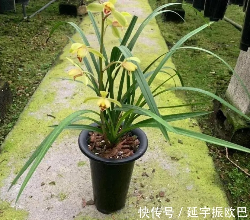 神器|养花其实很简单，用点促花“神器”，花开艳丽又多姿，非常漂亮