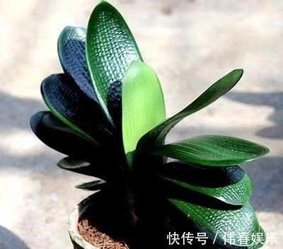 新手养“君子兰”,浇水记住“1句话”,烂根、空根巧避免!