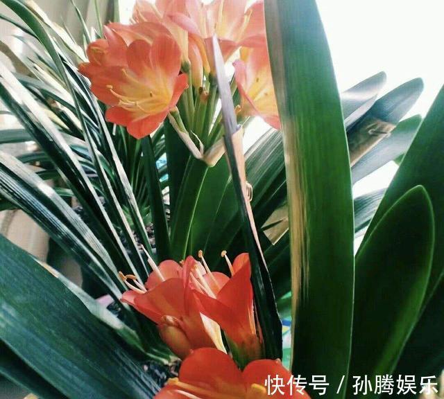 天然“有机肥”可以养花,花儿蹭蹭长新芽,花苞窜真有生机!