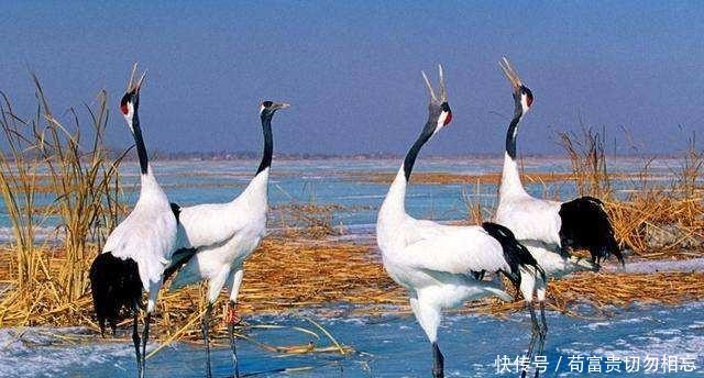 历史趣事——卫懿公好鹤亡国!