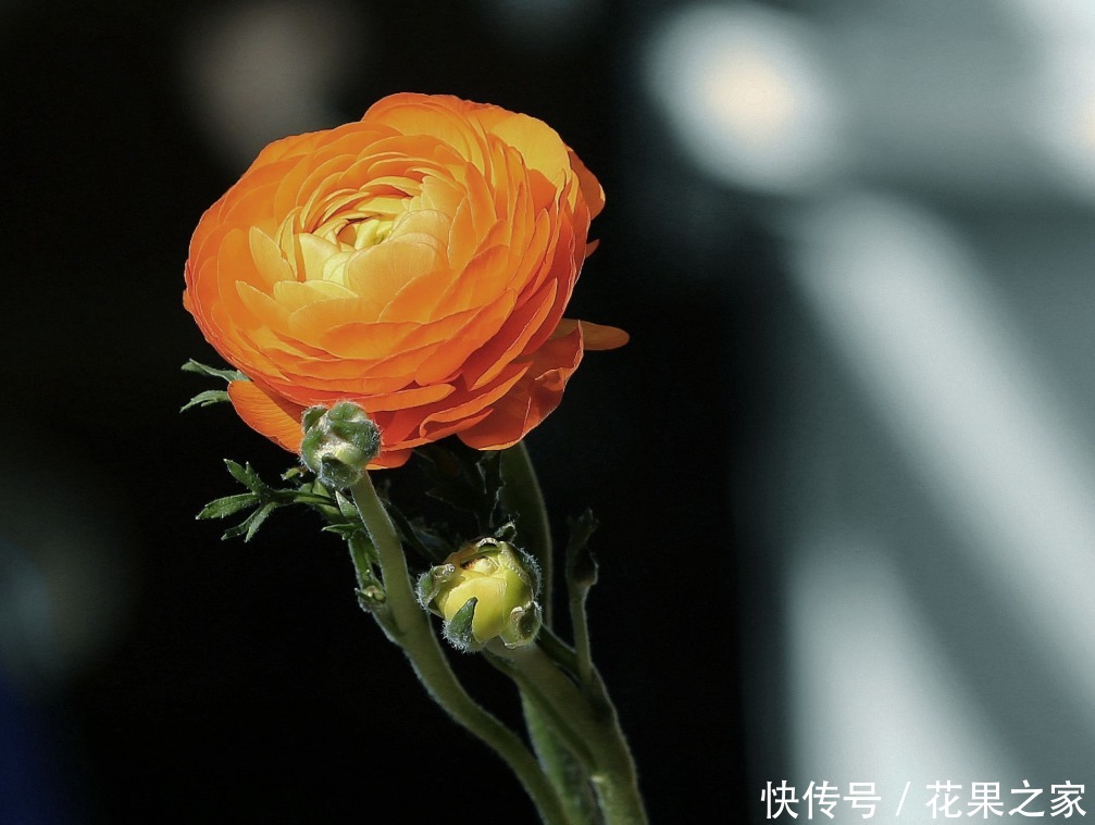 牡丹|它在冬日里绽放,美如“牡丹”花色丰富艳丽