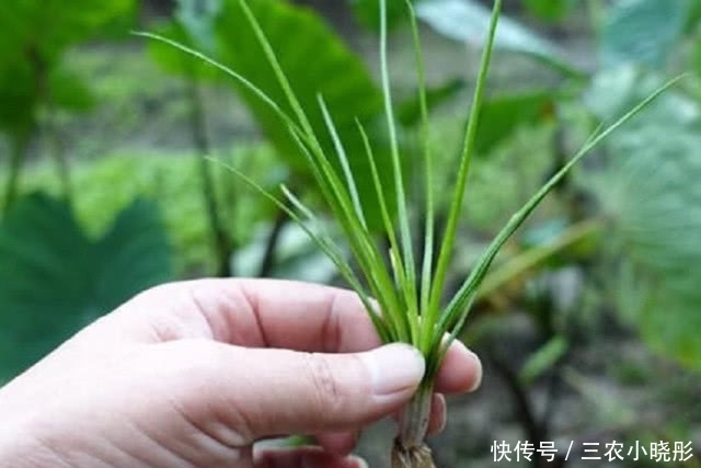 韭菜|农村此种不起眼的野草,以前农民常常当成韭菜,现在是珍贵草药