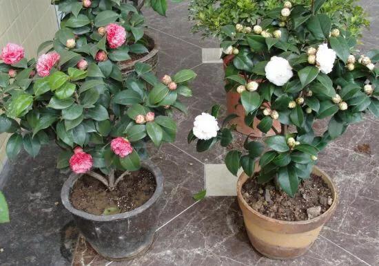 爱喝醋的三种花,每隔七天喂一点,叶子又厚又亮