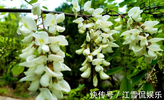 野菜|开春挖野菜，送你“野菜大图鉴”，教你轻松识别20种野菜