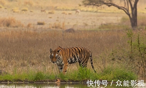 贵人|生肖虎:下周,你的贵人在寻你,是你的摇钱树,要珍惜!