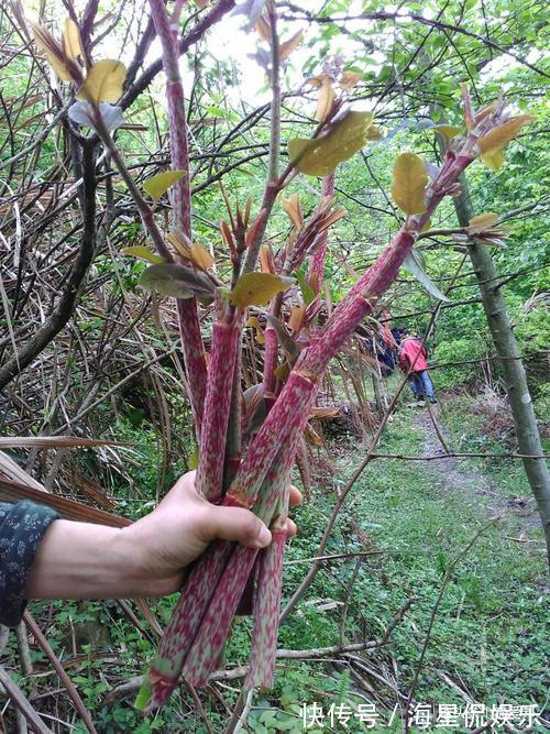 杂草|这种野草农民却当杂草除掉,吃过的人终身难忘,如今越来越少了!