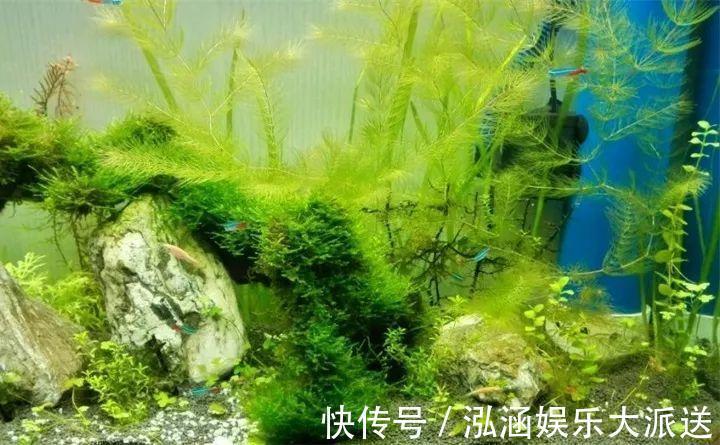 浇花|营养水家家都能做，不花一分钱，给花浇点就爆盆！