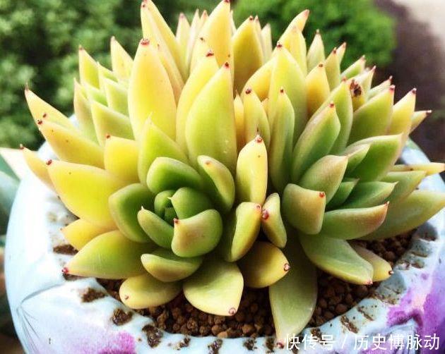 多肉植物闷养 在大温差下能促进多肉生长 每一棵都很肥满 快资讯 多肉植物闷养 在大温差下能促进多肉生长 每一棵都很肥满 快资讯