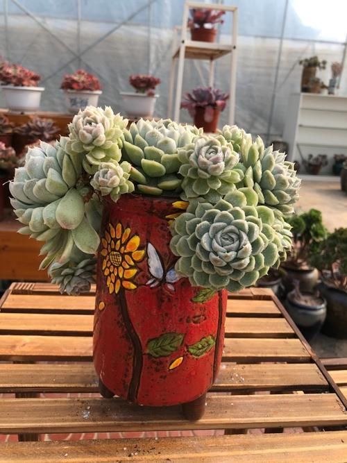 透气性|给多肉植物挑选花盆千万不要只看外表!材质大小选不对,容易黑腐烂根没状态