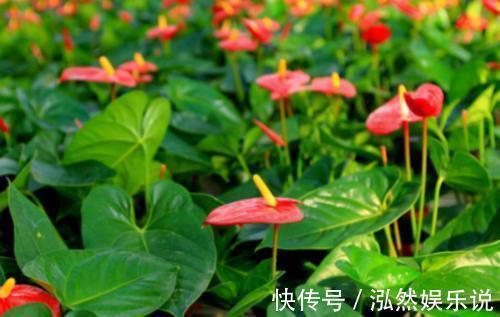 我是你的生活当当家|家里养什么花都行,唯独这三种千万不要养,我也后悔现在才知道!