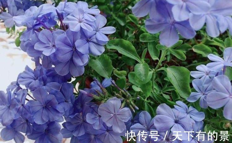 洋桔梗|7月2日开始,养花试试这几款,会爬墙,可垂吊,四季开花