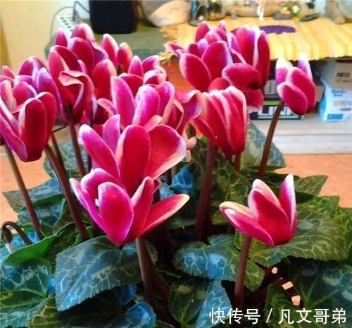 秋冬仙客来的养护用对方法，可能会一直开到夏天