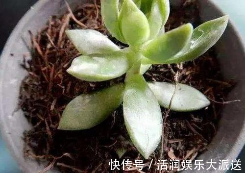 养花土壤“开裂”，盆底垫点“松针”，透气养分高，几天就恢复！