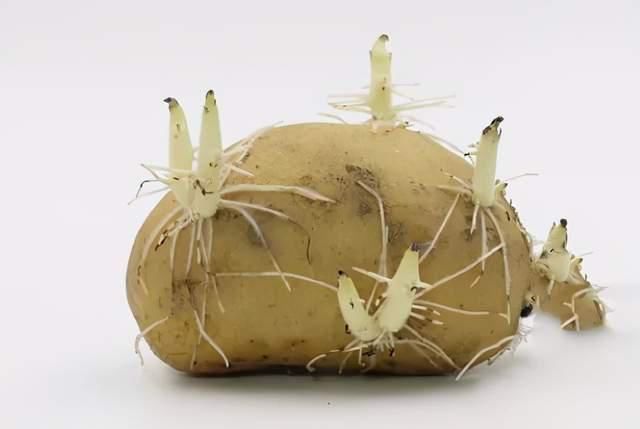 发芽的生姜、洋葱、花生……到底哪些有毒?记牢啦!