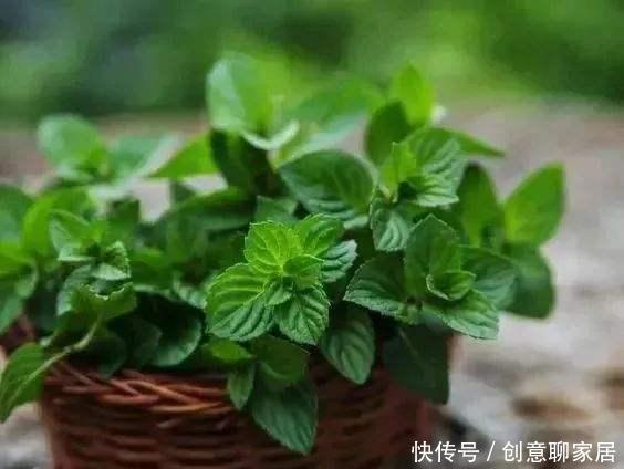 养花|不管你养不养花,3种花,总要养1盆,能缓解疲劳,还能杀病菌