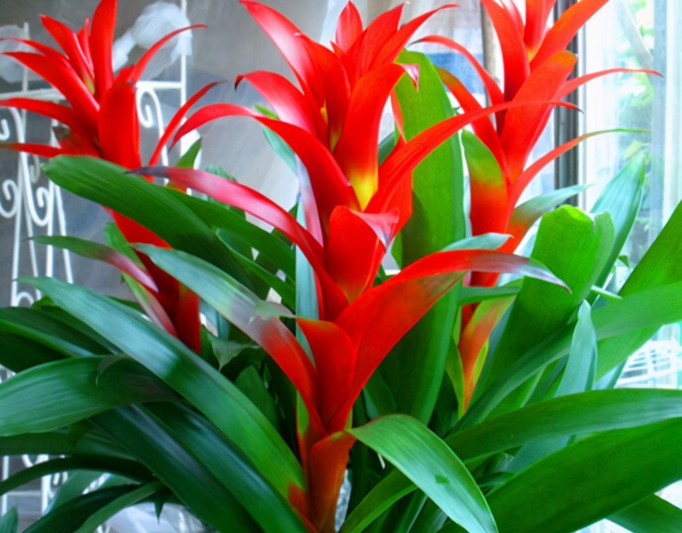 客厅养花,当选两种“旺运花”,寓意好不说,关键还好养